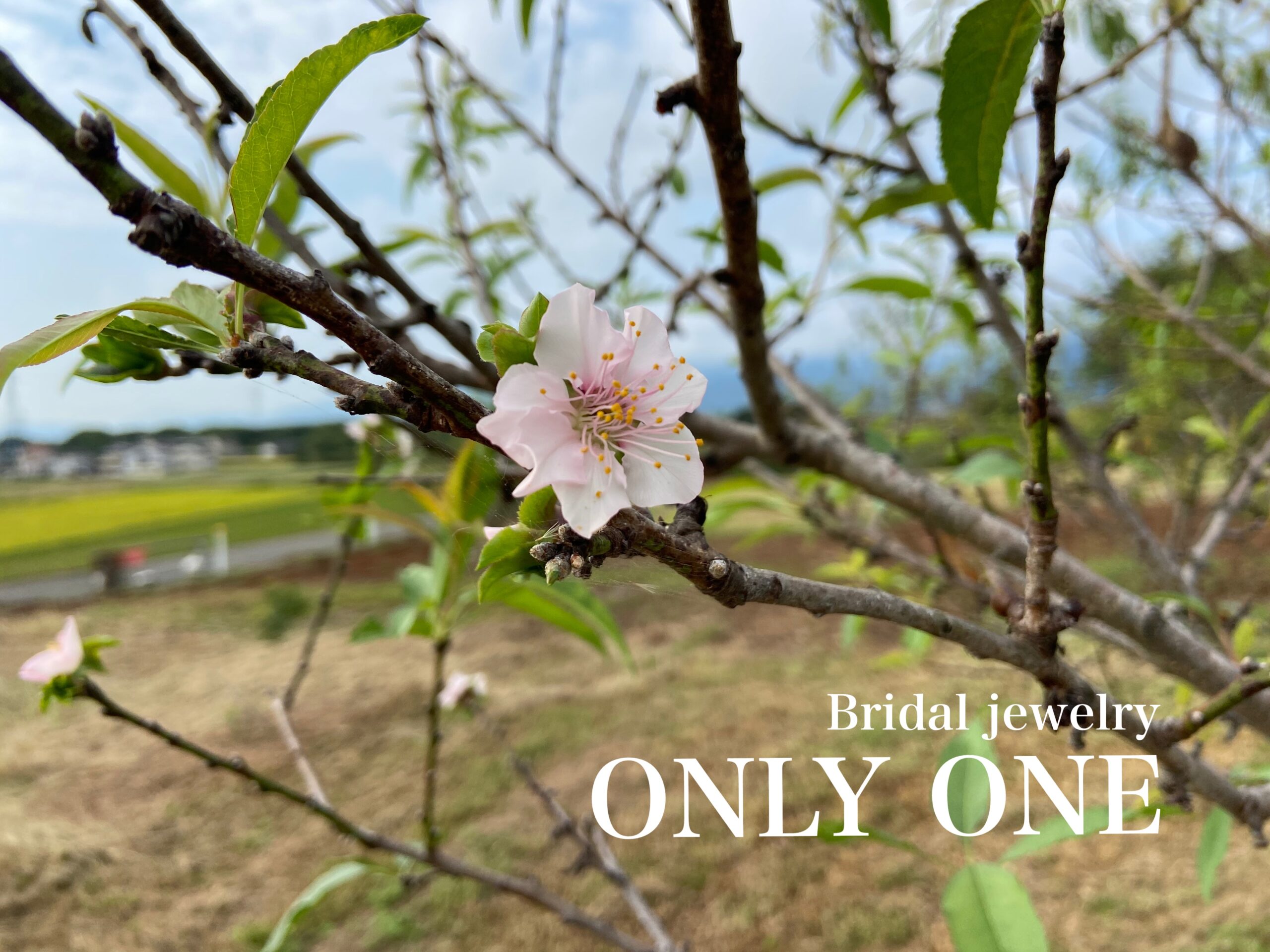 【山梨結婚指輪】季節外れの「アーモンドの花」