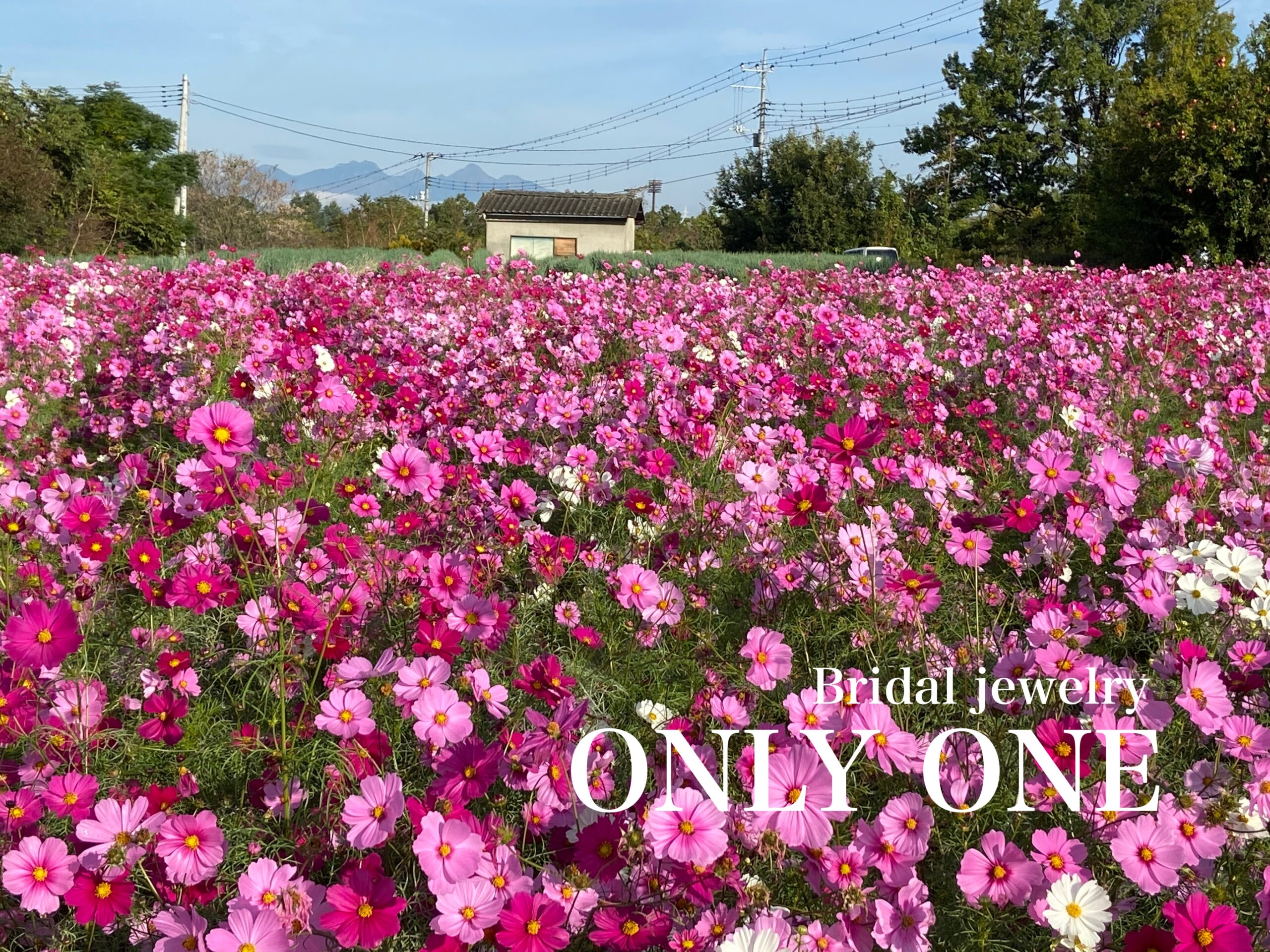 【山梨結婚指輪】甲斐市岩森の秋桜畑