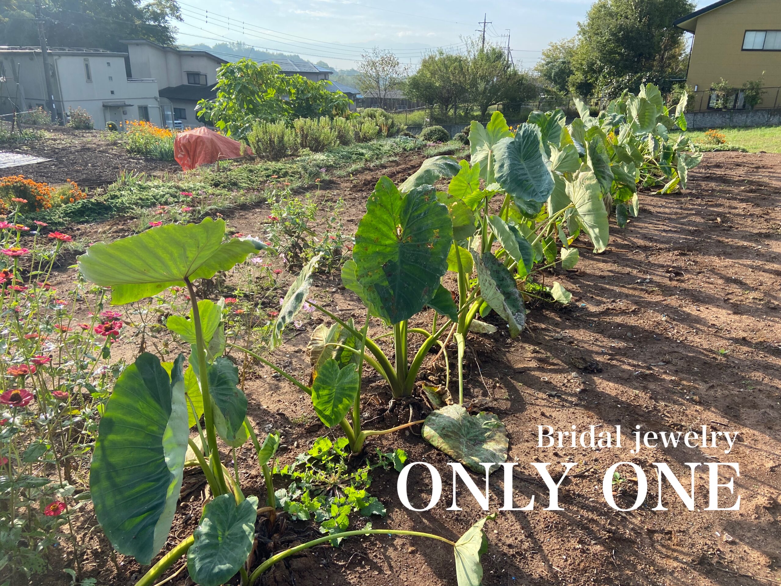 【山梨結婚指輪】家庭菜園「里芋」収穫